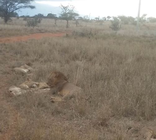 Lions34